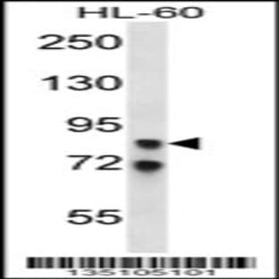 anti-A Kinase (PRKA) Anchor Protein 4 (AKAP4) (N-Term), (AA 10-36) antibody avatar