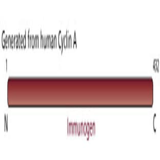anti-Cyclin A2 (CCNA2) antibody