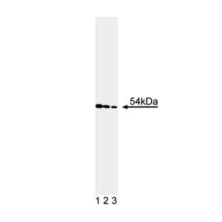 anti-Cyclin A2 (CCNA2) antibody avatar