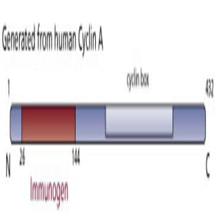 anti-Cyclin A2 (CCNA2) (AA 26-144) antibody avatar