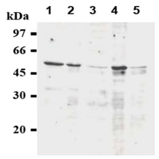 anti-Cyclin A2 (CCNA2) antibody avatar