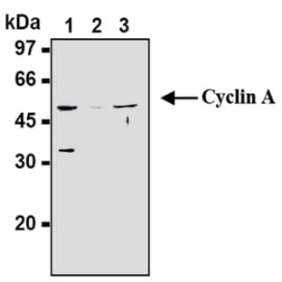anti-Cyclin A2 (CCNA2) antibody avatar