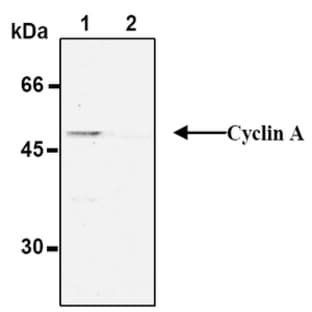 anti-Cyclin A2 (CCNA2) antibody (Biotin) avatar