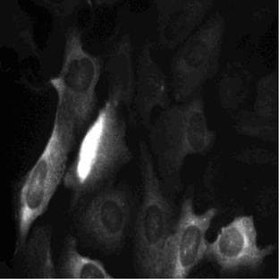 anti-Cyclin B1 (CCNB1) (AA 1-21) antibody avatar
