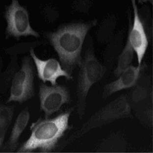 anti-Cyclin B1 (CCNB1) antibody avatar