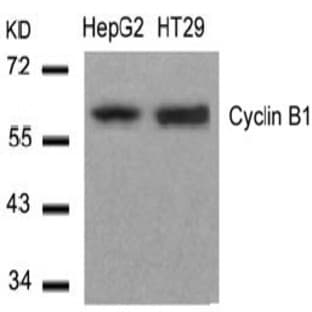 anti-Cyclin B1 (CCNB1) (Ser147) antibody avatar
