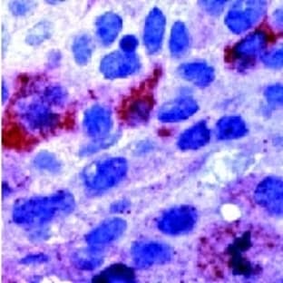 anti-Cyclin B1 (CCNB1) (C-Term) antibody avatar