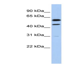 anti-Cyclin B1 (CCNB1) (C-Term) antibody avatar