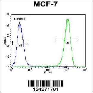 anti-B-Cell CLL/lymphoma 10 (BCL10) (N-Term), (AA 24-51) antibody avatar