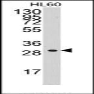 anti-Cyclin C (CCNC) (C-Term) antibody avatar