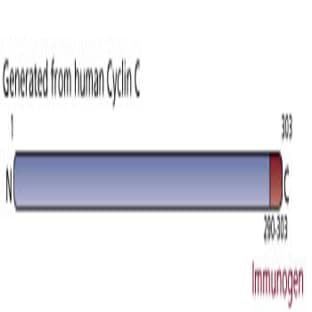 anti-Cyclin C (CCNC) (AA 290-303) antibody avatar