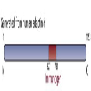 anti-Adaptor-Related Protein Complex 3, delta 1 Subunit (AP3D1) (AA 627-731) antibody avatar