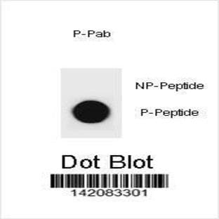 anti-Cyclin D3 (CCND3) (pThr283) antibody avatar