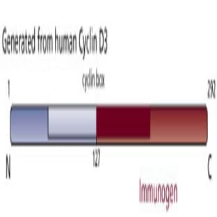 anti-Cyclin D3 (CCND3) (AA 127-292) antibody avatar