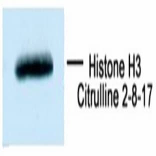 anti-Histone Cluster 3, H3 (HIST3H3) antibody