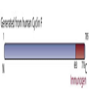 anti-Cyclin F (CCNF) (AA 693-776) antibody avatar