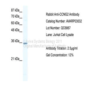 anti-Cyclin G2 (CCNG2) (N-Term) antibody avatar