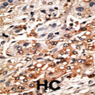 anti-Bcl2 Modifying Factor (BMF) (AA 115-150), (BH3 Domain) antibody avatar