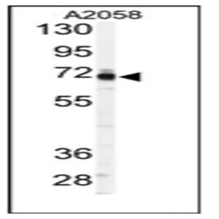 anti-3'-phosphoadenosine 5'-phosphosulfate Synthase 1 (PAPSS1) (C-Term) antibody avatar