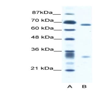 anti-Ash2 (Absent, Small, Or Homeotic)-Like (Drosophila) (ASH2L) (N-Term) antibody avatar