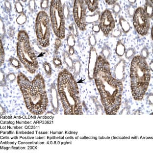 anti-Claudin 8 (CLDN8) (C-Term) antibody avatar