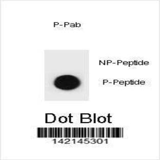 anti-Cyclin B2 (CCNB2) (pSer11) antibody avatar