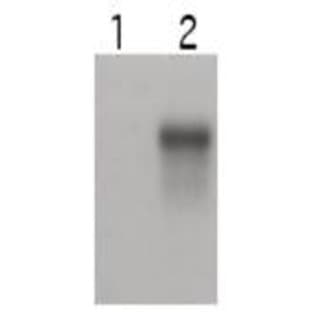 anti-Cyclin E2 (CCNE2) (C-Term) antibody avatar