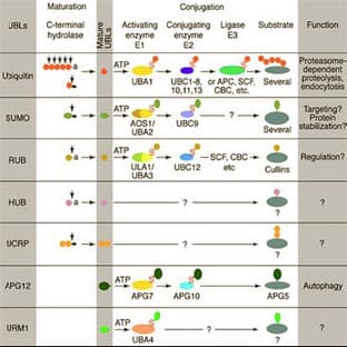 anti-Autophagy Related 12 (ATG12) antibody avatar