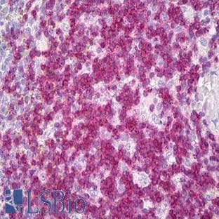 anti-CD3e Molecule, epsilon (CD3-TCR Complex) (CD3E) antibody avatar