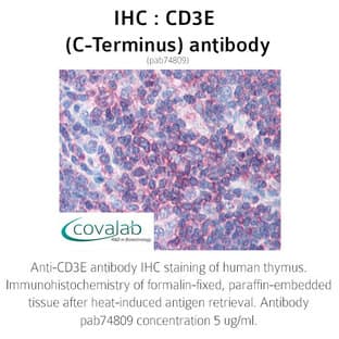 anti-CD3e Molecule, epsilon (CD3-TCR Complex) (CD3E) (C-Term) antibody avatar