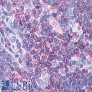 anti-CD3e Molecule, epsilon (CD3-TCR Complex) (CD3E) (C-Term) antibody avatar