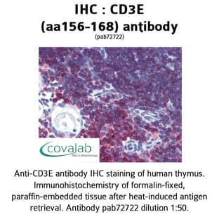 anti-CD3e Molecule, epsilon (CD3-TCR Complex) (CD3E) (AA 156-168) antibody avatar