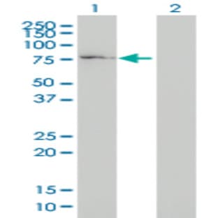 anti-Component of Oligomeric Golgi Complex 7 (COG7) (AA 1-771) antibody avatar