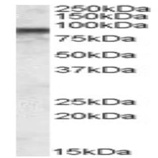anti-Component of Oligomeric Golgi Complex 7 (COG7) (Internal Region) antibody avatar