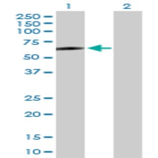 anti-CD4 Molecule (CD4) (AA 1-458) antibody avatar