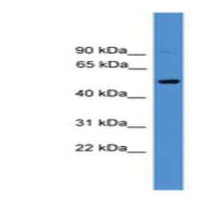anti-CD4 Molecule (CD4) (C-Term) antibody avatar
