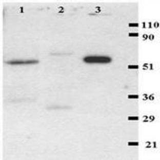 anti-CD4 Molecule (CD4) (N-Term) antibody (PE) avatar