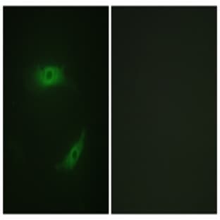 anti-CD4 Molecule (CD4) (pSer433) antibody avatar