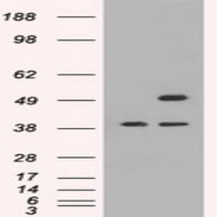 anti-CD4 Molecule (CD4) (Transcript Variant 1) antibody