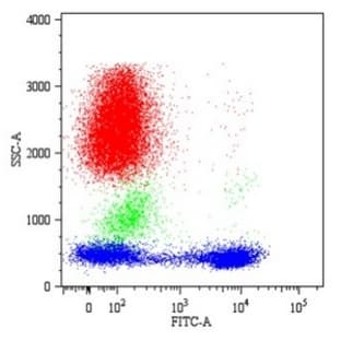 anti-CD5 Molecule (CD5) antibody avatar