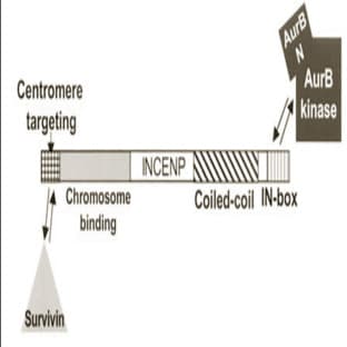 anti-Aurora Kinase B (AURKB) (AA 227-238) antibody