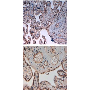 anti-Aurora Kinase B (AURKB) (AA 223-234), (pThr232) antibody