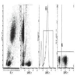 anti-CD7 (CD7) antibody (FITC) avatar