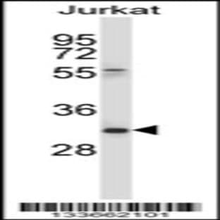 anti-CD7 (CD7) (AA 63-92), (Center) antibody avatar