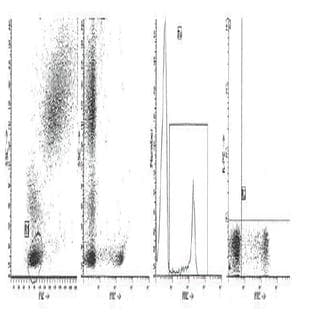 anti-CD8a Molecule (CD8A) antibody (FITC) avatar