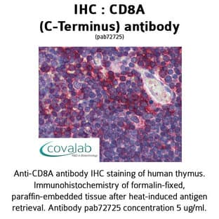 anti-CD8a Molecule (CD8A) (C-Term), (Cytoplasmic Domain) antibody avatar