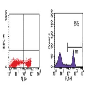 anti-CD8 Antigen, alpha Polypeptide (CD8A) antibody (FITC) avatar