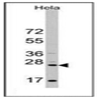 anti-CD8a Molecule (CD8A) (N-Term), (AA 66-96) antibody