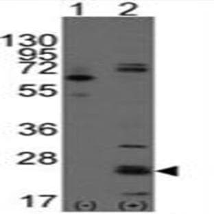 anti-CD9 (CD9) (N-Term) antibody avatar