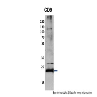 anti-CD9 (CD9) (N-Term) antibody avatar